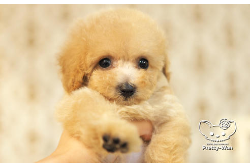 成約済の愛知県のタイニープードル-105183の6枚目