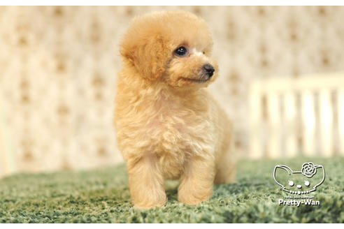 成約済の愛知県のタイニープードル-105183の4枚目