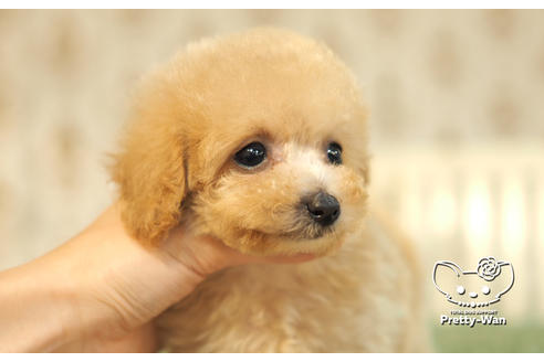 成約済の愛知県のタイニープードル-105183の5枚目