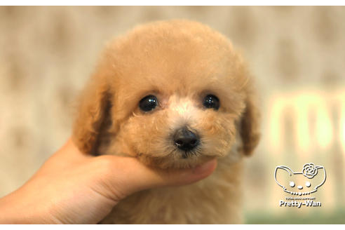 成約済の愛知県のタイニープードル-105183の3枚目