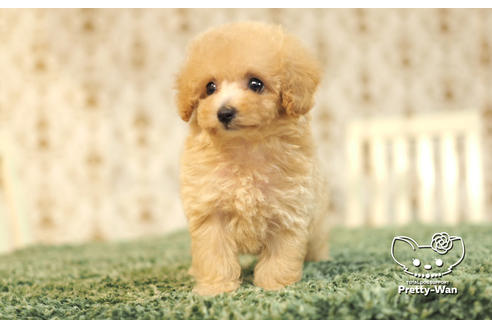 成約済の愛知県のタイニープードル-105183の2枚目