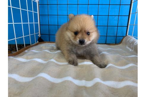 愛媛県のポメラニアン 女の子 2020 07 25生まれ おっとりしてます 子犬id 105186 ブリーダーナビ