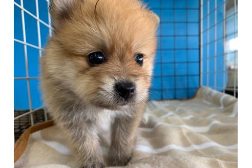 成約済の愛媛県のポメラニアン-105188の3枚目