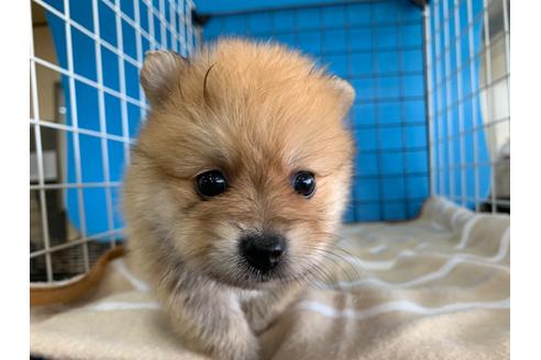 成約済の愛媛県のポメラニアン-105188の1枚目