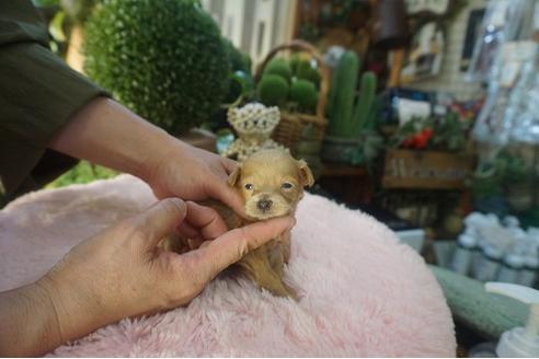 成約済の京都府のマルプー:マルチーズ×トイプードル-105189の3枚目