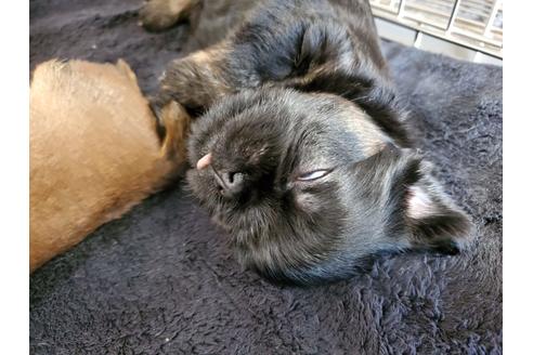 成約済の愛知県のブリュッセルグリフォン-105199の4枚目