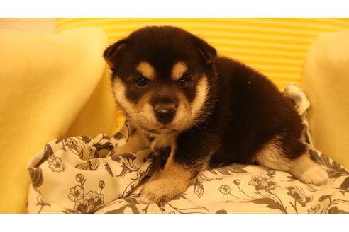 成約済の沖縄県の柴犬-105265の1枚目