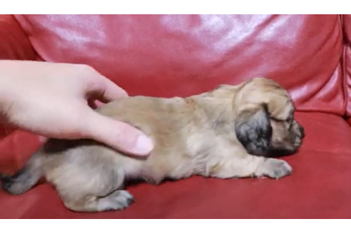 愛知県のロングコートミニチュアダックスフンド 男の子 07 25生まれ パパはカニヘンjkcチャンピオン 子犬id ブリーダーナビ