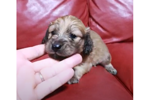 成約済の愛知県のミニチュアダックスフンド(ロングヘアード)-105267の2枚目