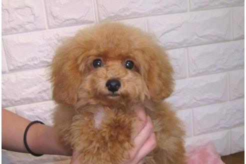 成約済の茨城県のトイプードル-105280