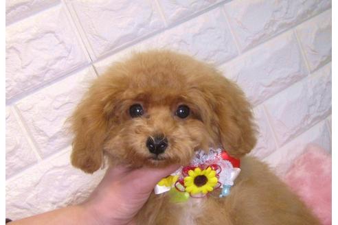 成約済の茨城県のトイプードル-105280の3枚目