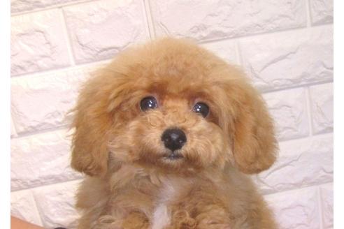 成約済の茨城県のトイプードル-105280の2枚目