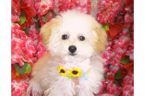 成約済の茨城県のトイプードル-105283