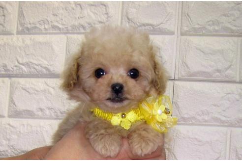 成約済の茨城県のトイプードル-105283の2枚目