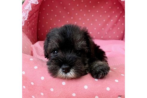 成約済の大阪府のミニチュアシュナウザー-105295の1枚目