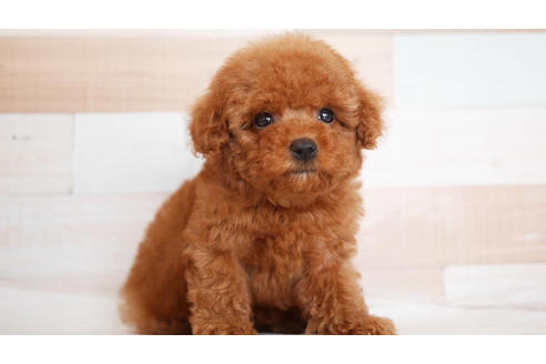 成約済の福岡県のトイプードル-105305の4枚目