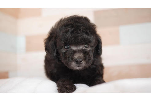 成約済の福岡県のトイプードル-105307の1枚目