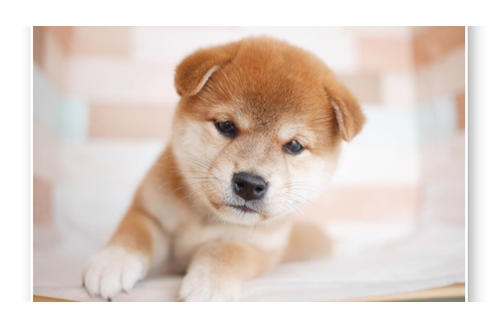 成約済の福岡県の柴犬-105308