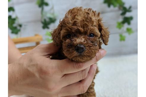 成約済の静岡県のタイニープードル-103647の4枚目
