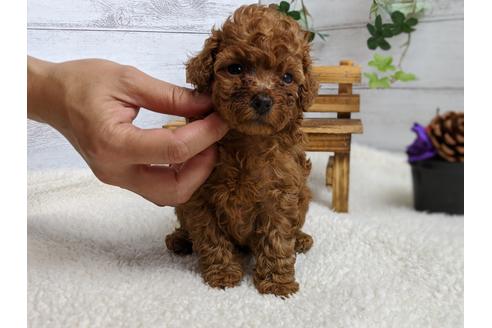 成約済の静岡県のタイニープードル-103647の2枚目