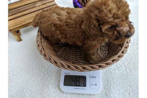 成約済の静岡県のタイニープードル-103647の3枚目