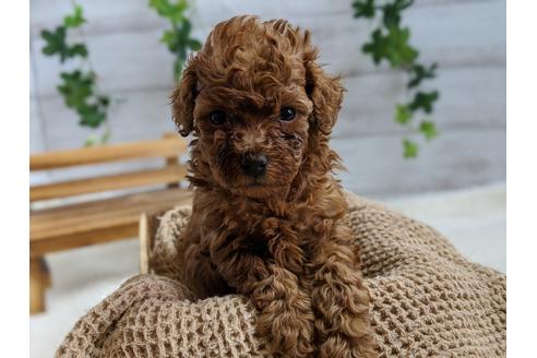 成約済の静岡県のタイニープードル-103647