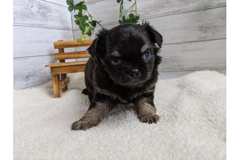 成約済の静岡県のチワワ(ロングコート)-103651の3枚目