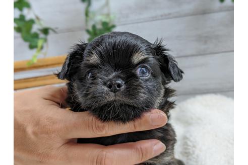 成約済の静岡県のチワワ(ロングコート)-103651