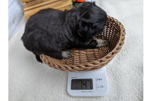 成約済の静岡県のチワワ(ロングコート)-103651の2枚目