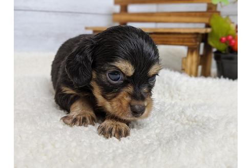 成約済の静岡県のチワックス:チワワ×ミニチュアダックスフンド-105318の5枚目
