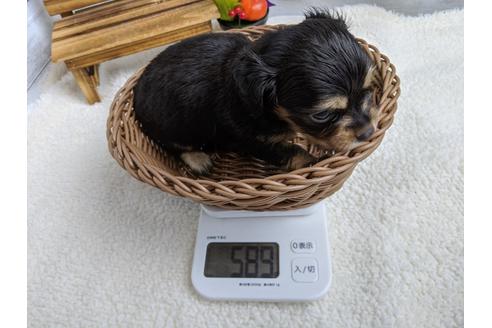 成約済の静岡県のチワックス:チワワ×ミニチュアダックスフンド-105318の4枚目