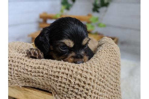 成約済の静岡県のチワックス:チワワ×ミニチュアダックスフンド-105318の2枚目