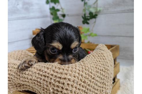 成約済の静岡県のチワックス:チワワ×ミニチュアダックスフンド-105318の3枚目