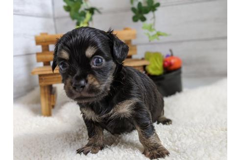 成約済の静岡県のチワックス:チワワ×ミニチュアダックスフンド-105319の4枚目