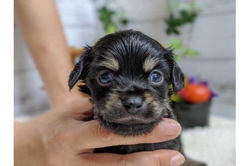 成約済の静岡県のチワックス:チワワ×ミニチュアダックスフンド-105319