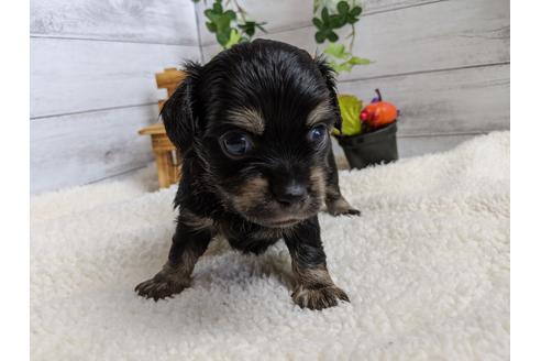 成約済の静岡県のチワックス:チワワ×ミニチュアダックスフンド-105320の3枚目