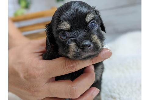 成約済の静岡県のチワックス:チワワ×ミニチュアダックスフンド-105320