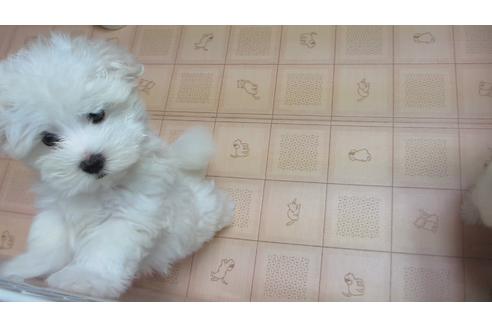 子犬