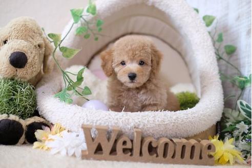 成約済の滋賀県のトイプードル-104251の5枚目