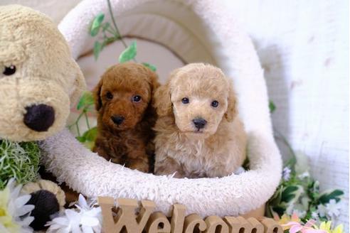 成約済の滋賀県のトイプードル-104251の4枚目