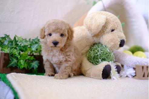 成約済の滋賀県のトイプードル-104251の3枚目