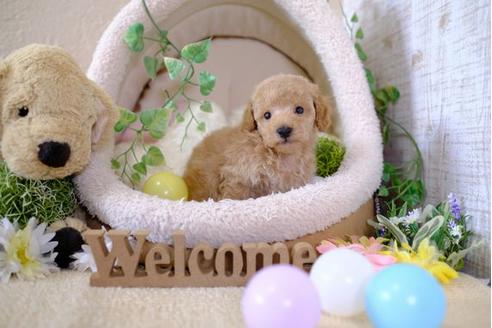 成約済の滋賀県のトイプードル-104251の2枚目