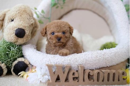 成約済の滋賀県のトイプードル-104254の5枚目