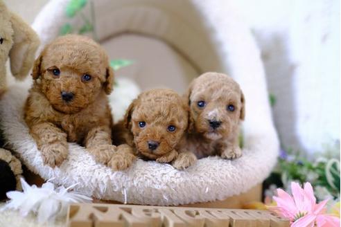 成約済の滋賀県のトイプードル-104254の4枚目