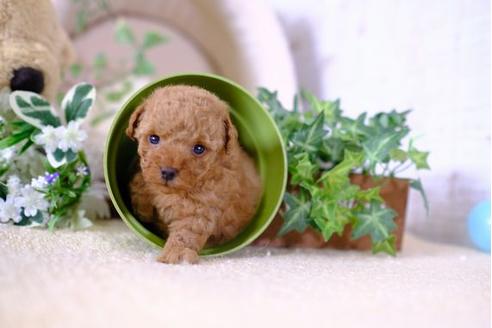 成約済の滋賀県のトイプードル-104254の3枚目