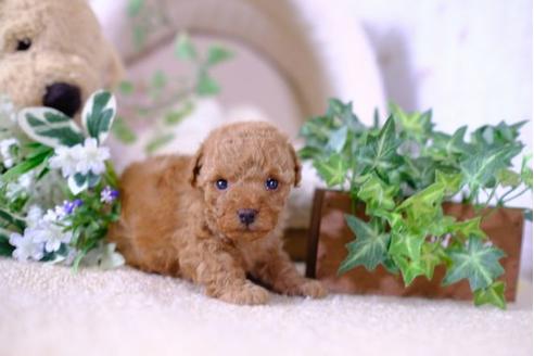 成約済の滋賀県のトイプードル-104254の2枚目