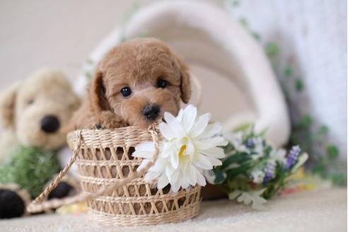 成約済の滋賀県のトイプードル-104257