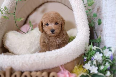 成約済の滋賀県のトイプードル-104257の5枚目