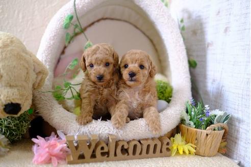 成約済の滋賀県のトイプードル-104257の4枚目