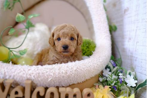 成約済の滋賀県のトイプードル-104257の3枚目